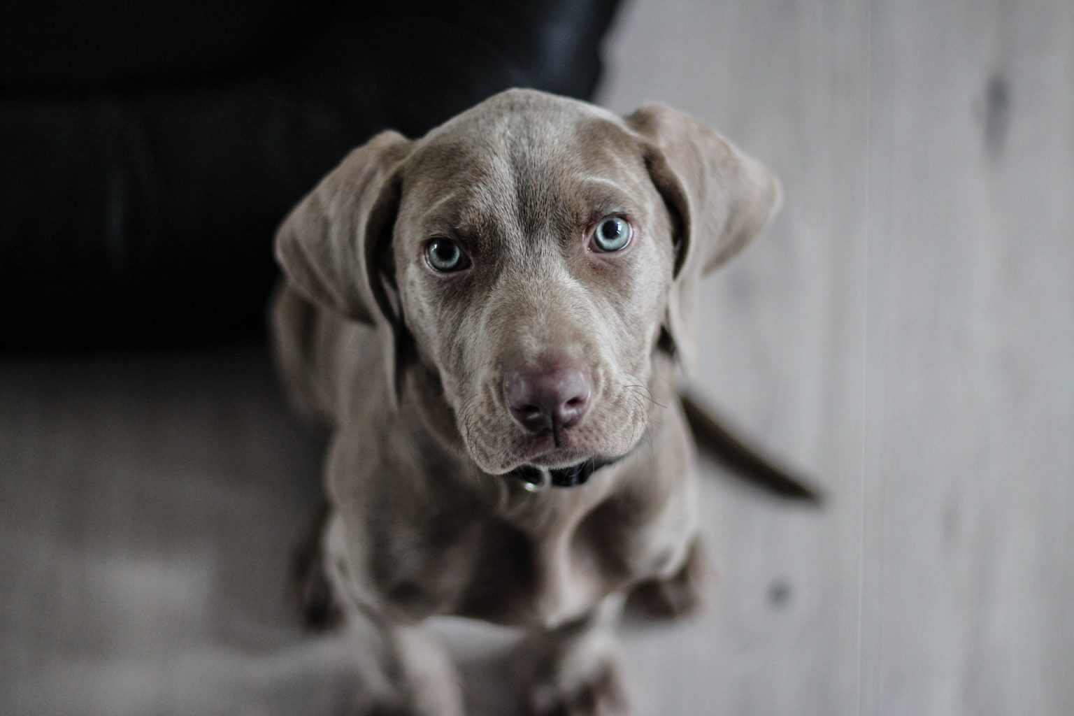 Mijn hond blaft naar visite Hondengedragscoach