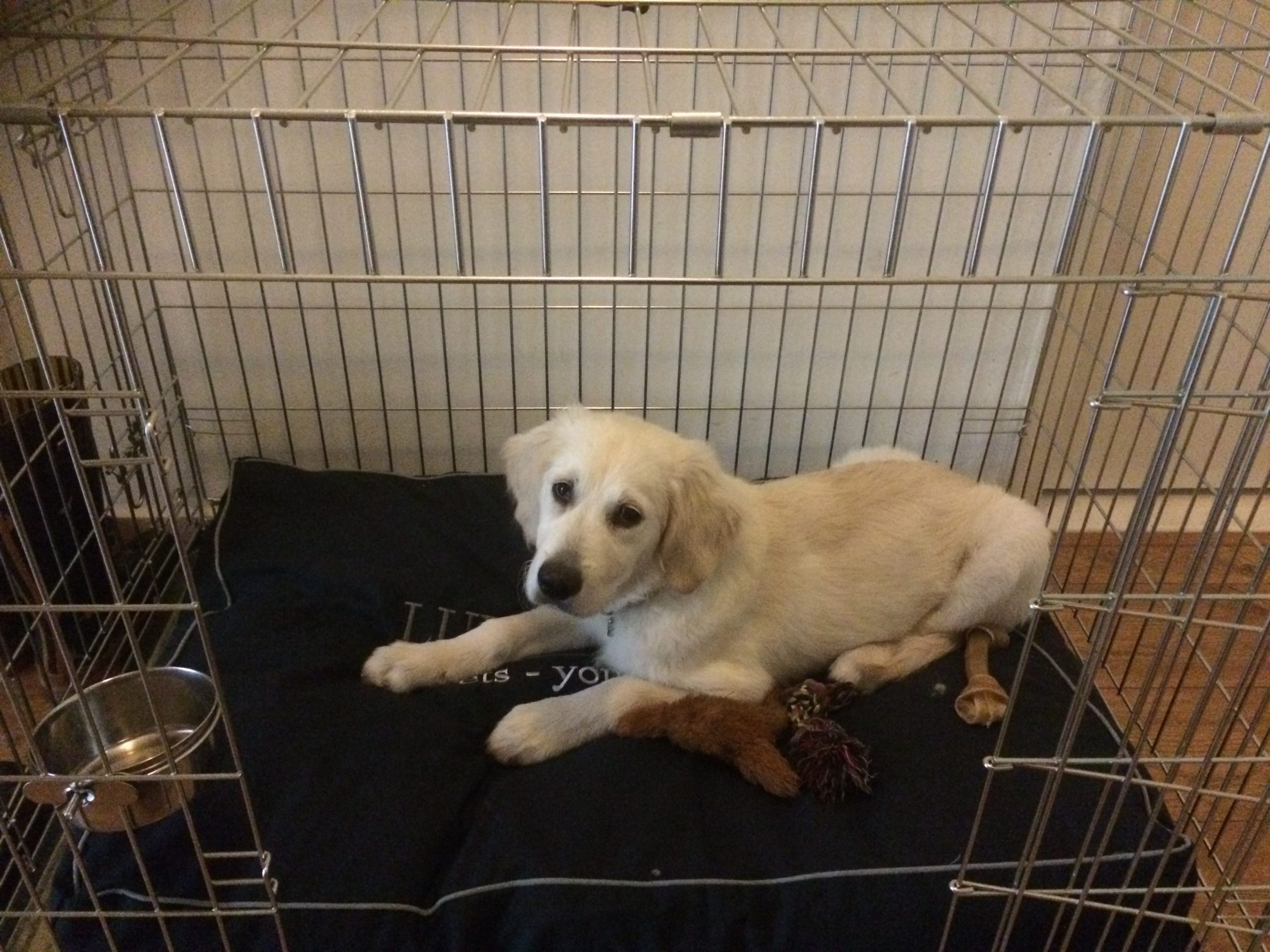 Golden retriever in een bench