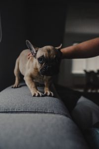 Hond op een bank die geaaid wordt door een mens