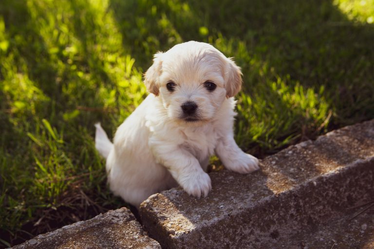 Mijn pup poept in de bench Hondengedragscoach