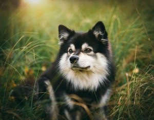 Hond in het gras