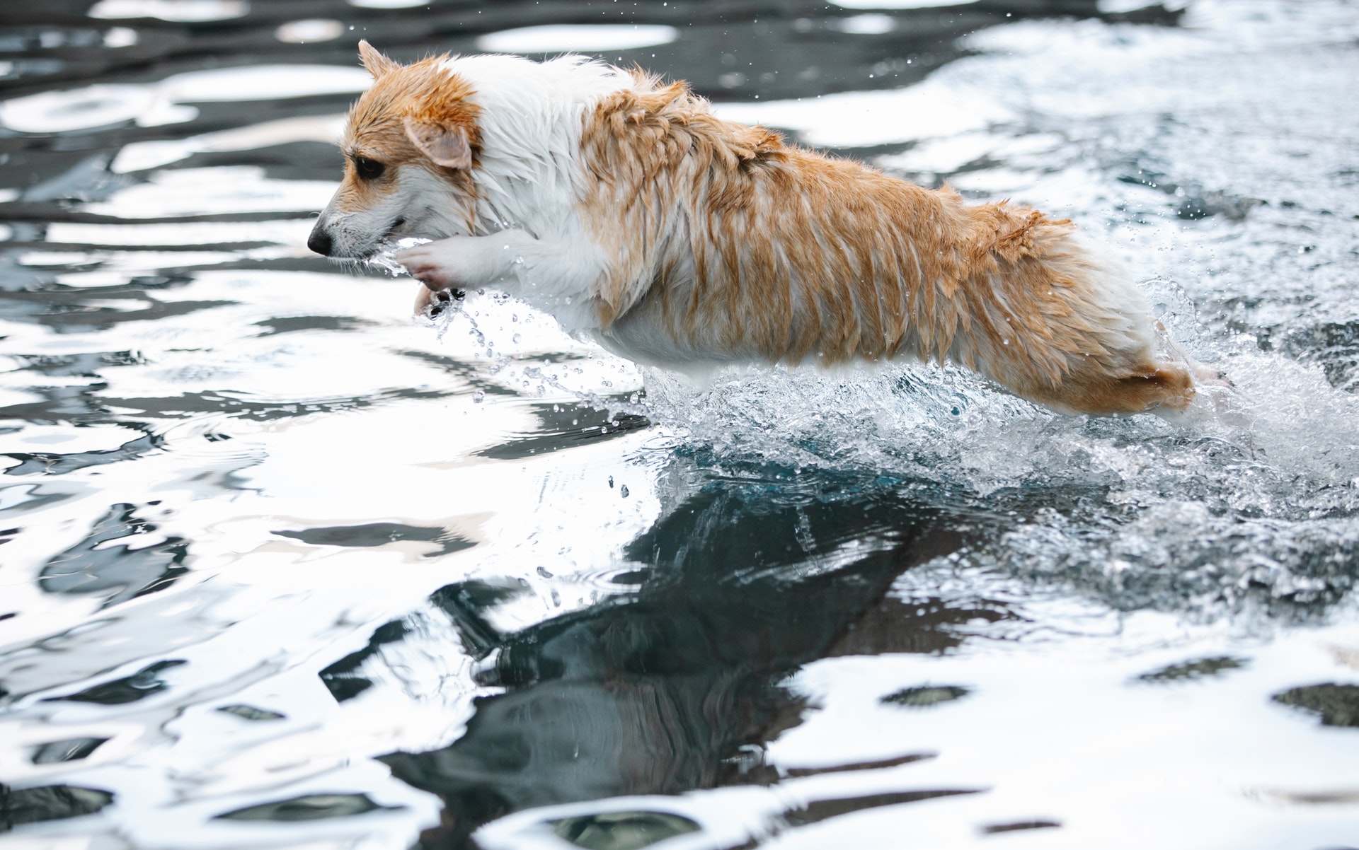Hond die door het water springt