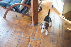 beagle in woonkamer naast houten stoel