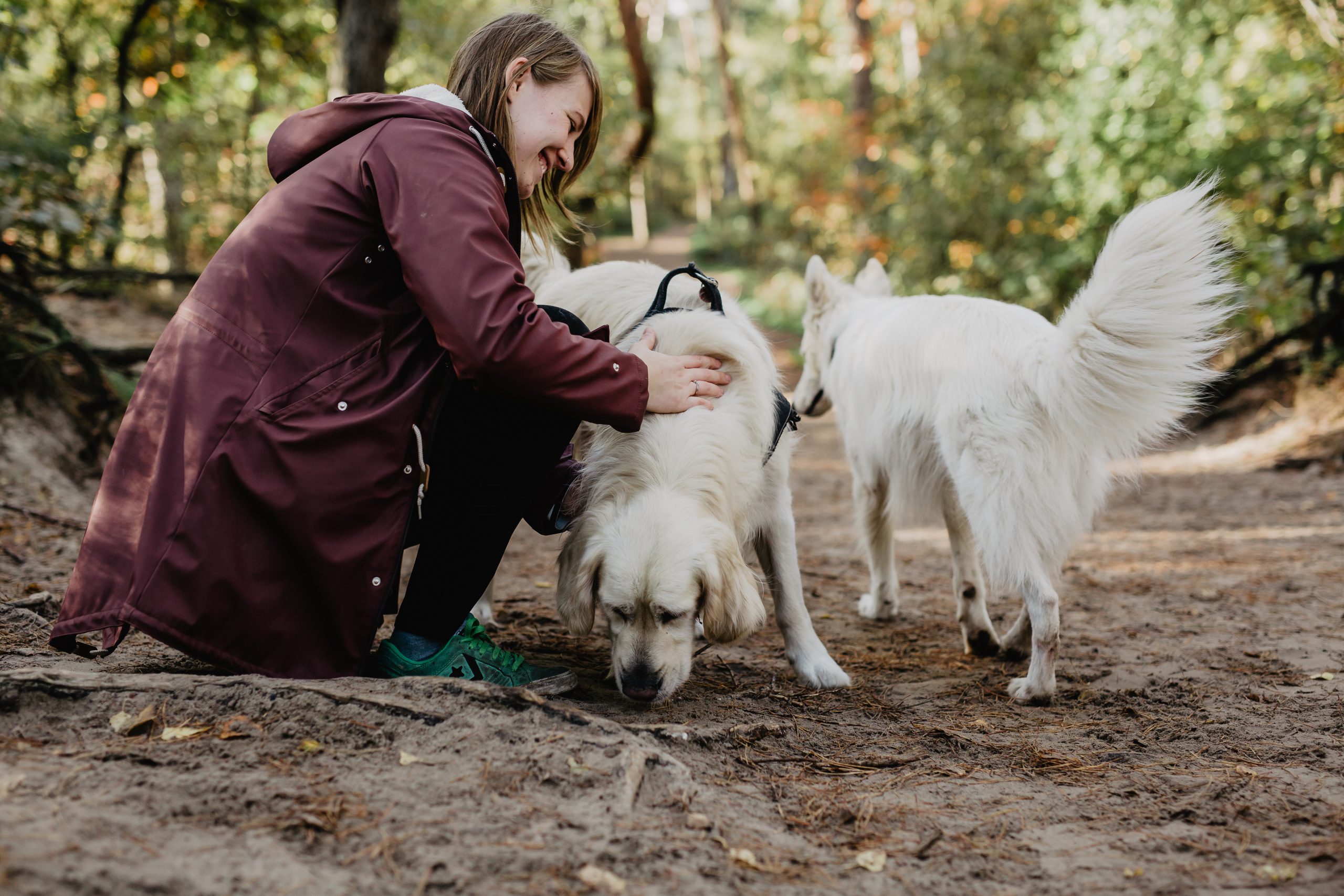 hondengedragscoach lisse van de groep met haar witte herder en golden retriever in het bos