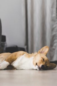 slapende hond