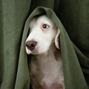 hond die net met zijn kop onder een gordijn doorkijkt