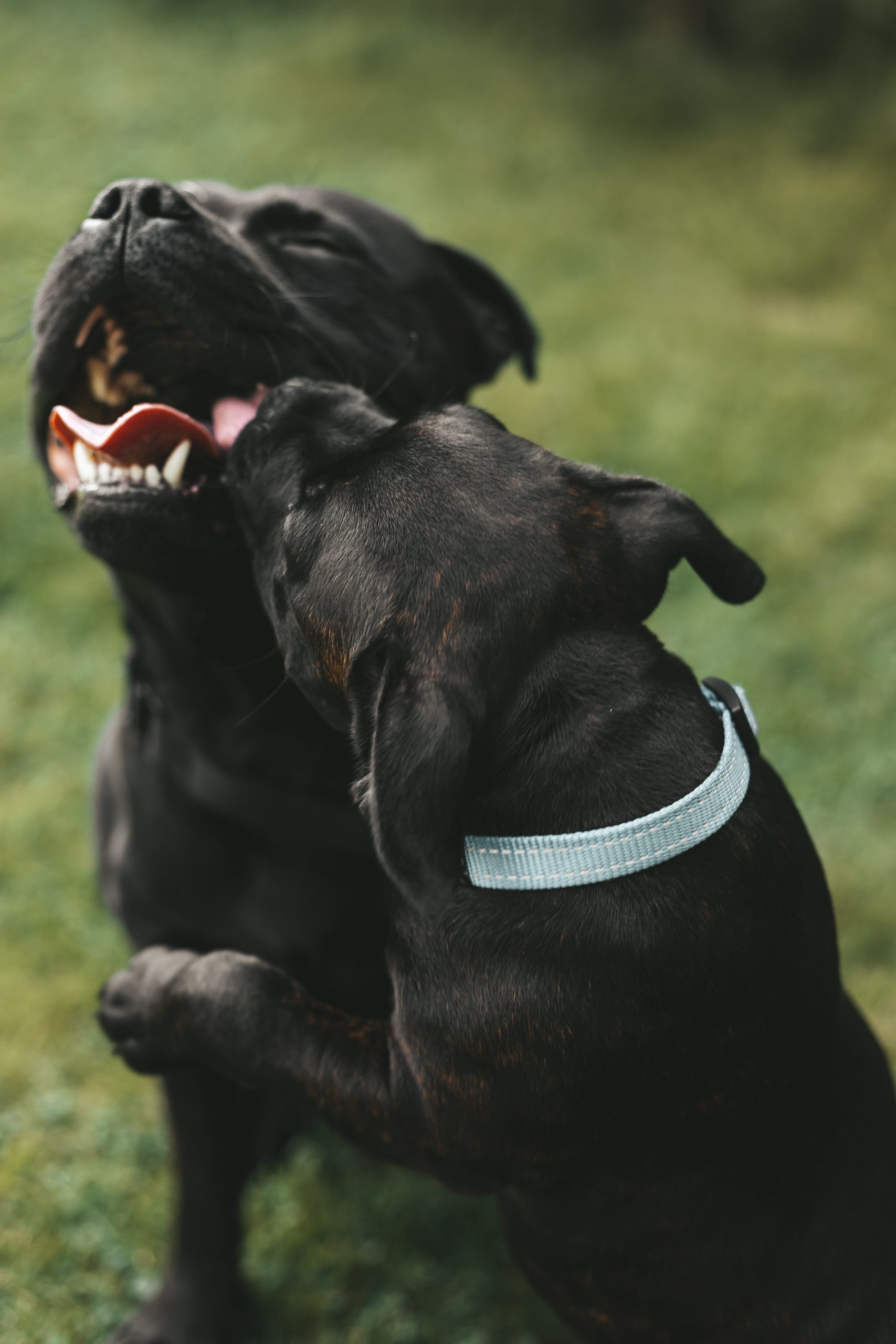 twee zwarte honden die met elkaar spelen