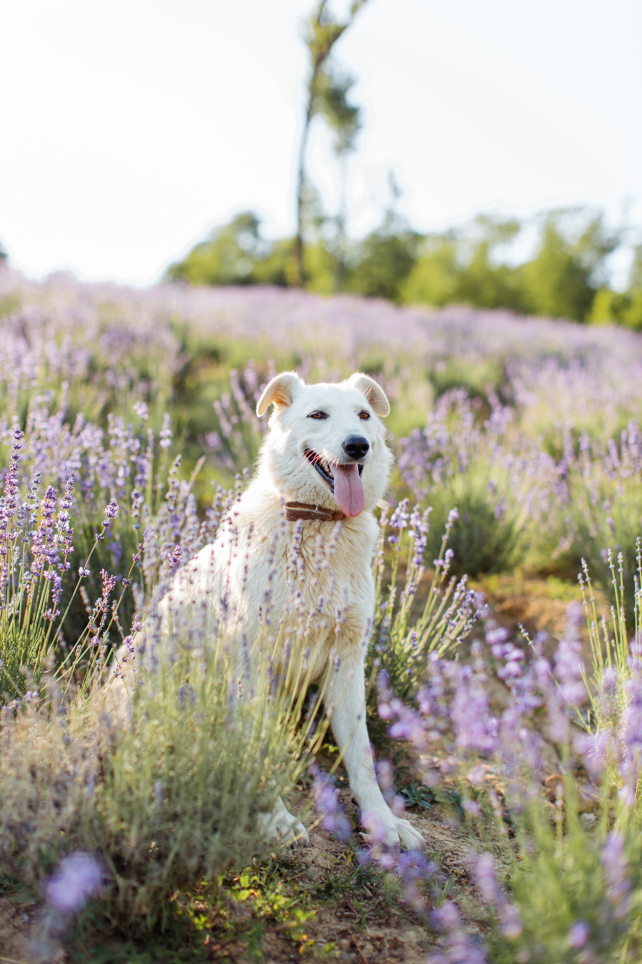 witte hond in een veld vol bloemen