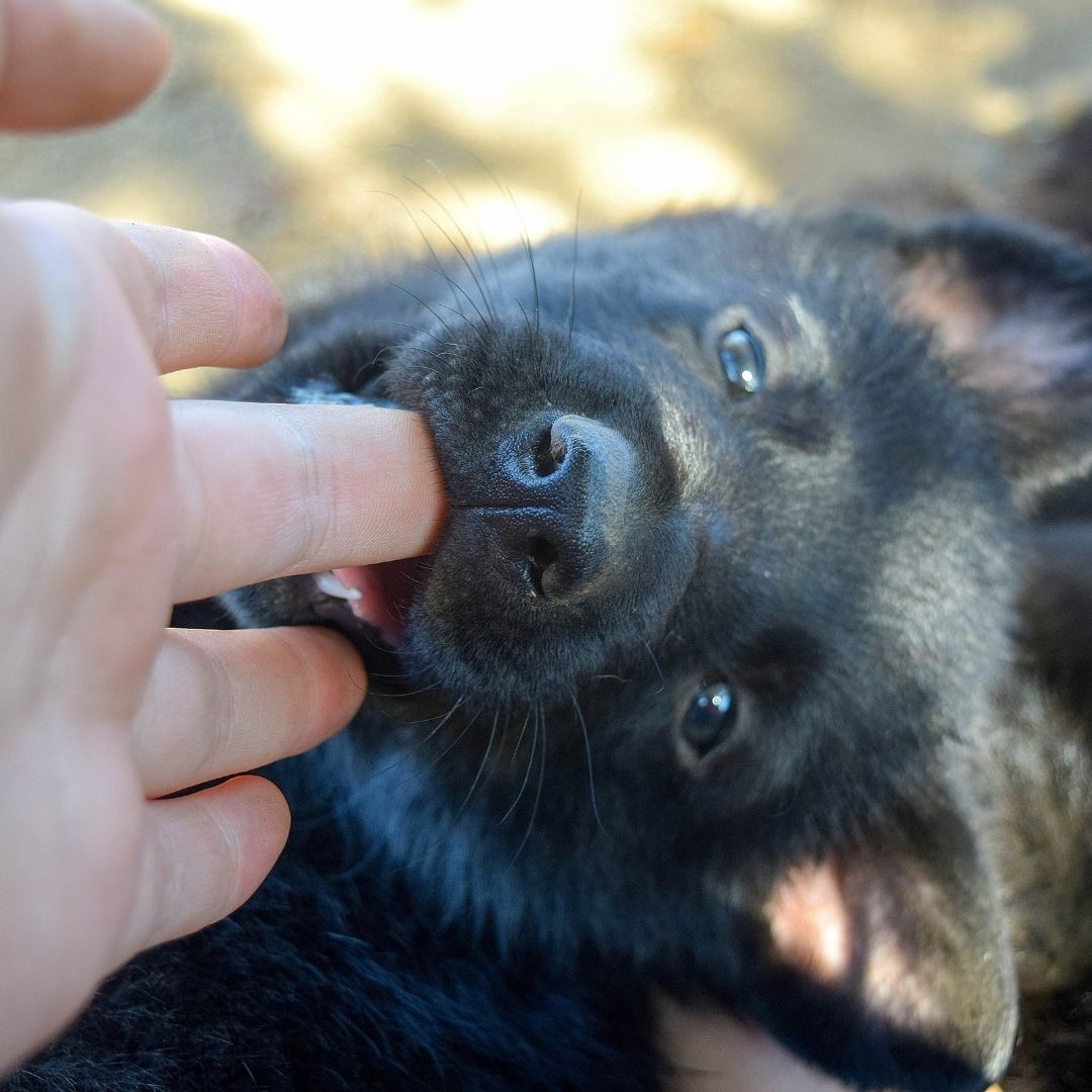 Puppy bijt in vinger