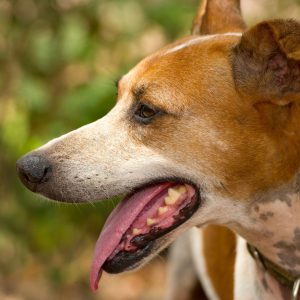 hijgende hond met tong uit de bek