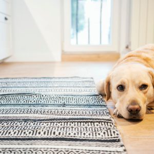 witte labrador ligt thuis op de grond met ogen open
