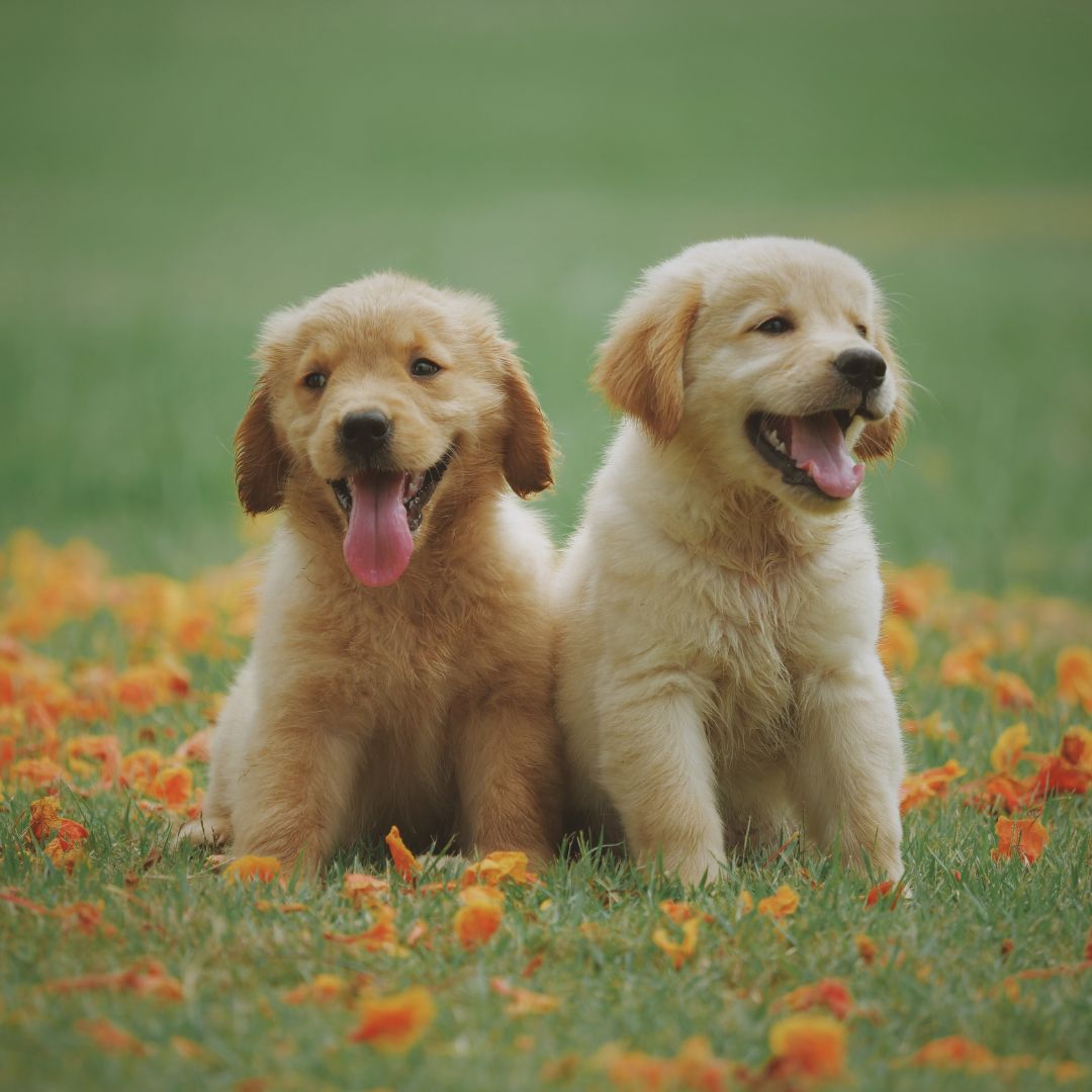 Twee retriever puppy's in het gras