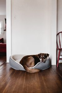 hond ligt in zijn mandje met ogen open