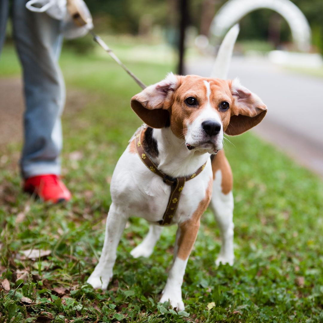 hond trekt aan de riem