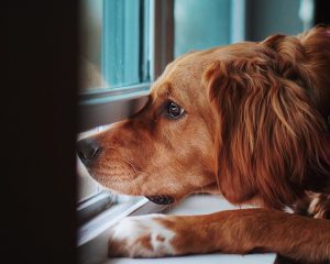 Hond kijkt naar buiten door het raam