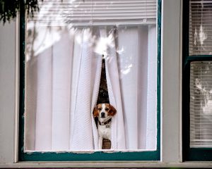 hond kijkt door het raam