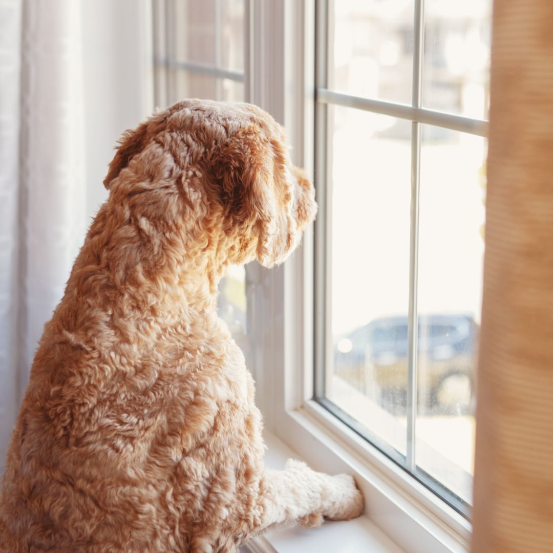 hond kijkt uit het raam