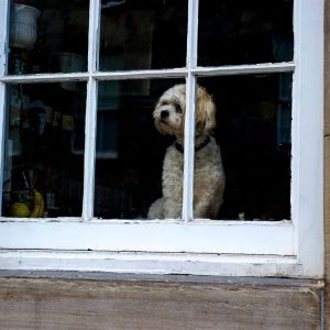 trainingsschema verlatingsangst hond kijkt uit het raam
