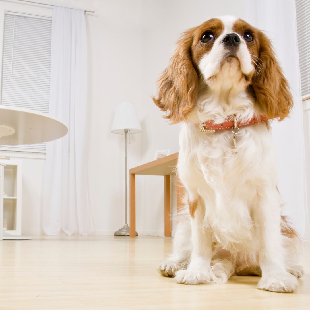hond kijkt omhoog