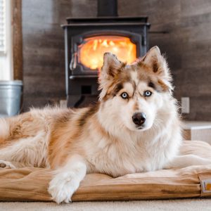 Hond alleen thuis voor de haard op een kleedje