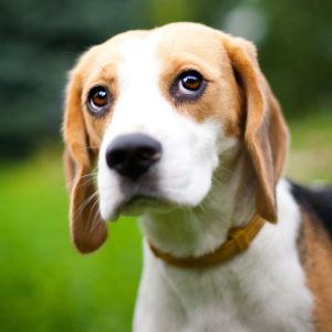 beagle die omhoog kijkt