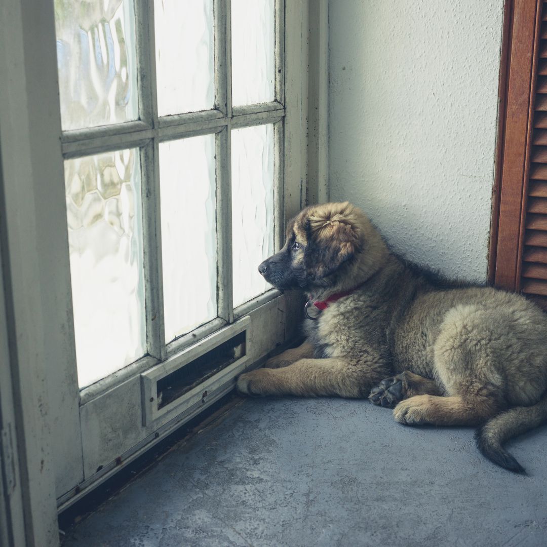 puppy ligt voor de deur en is alleen thuis