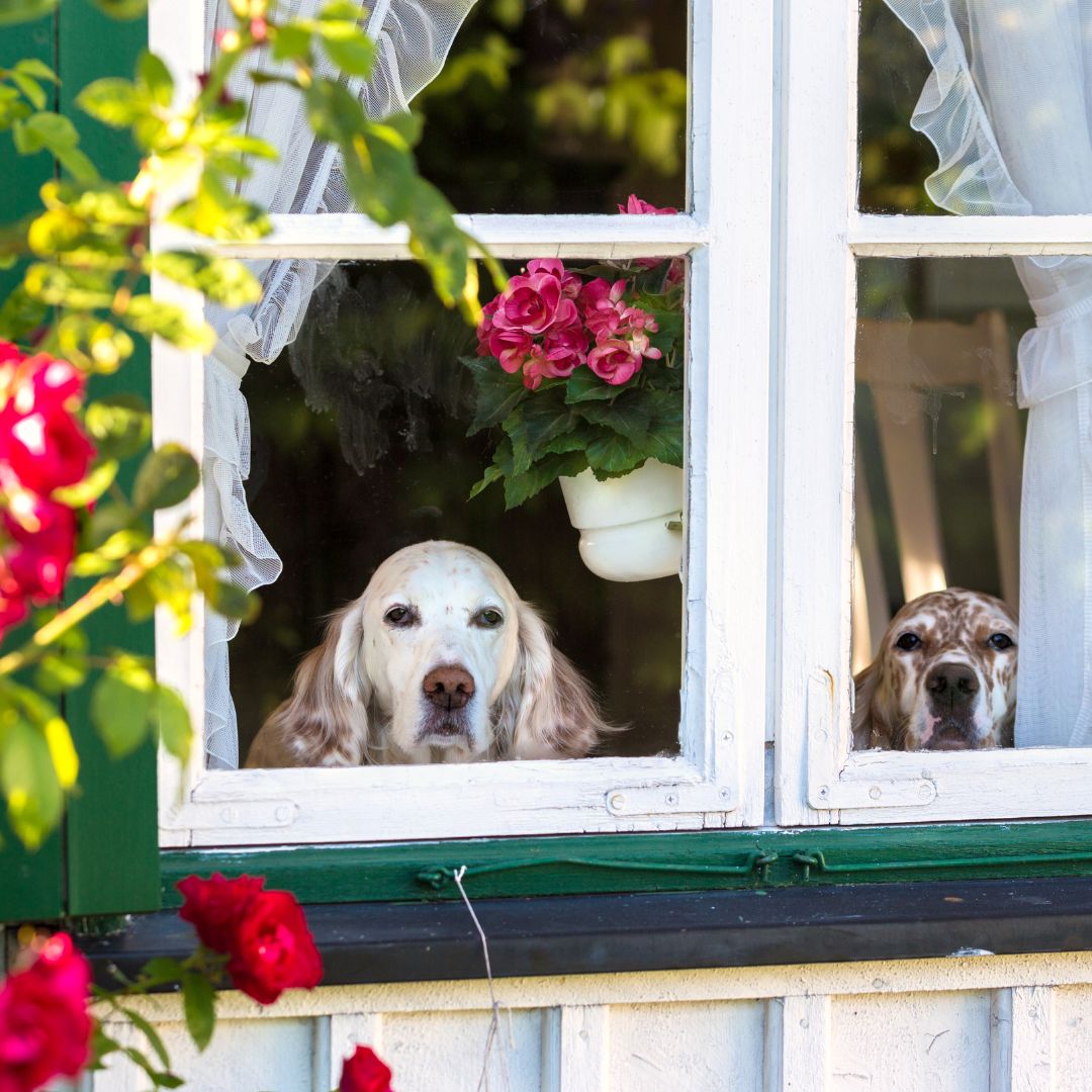 Twee honden staan voor het raam te kijken