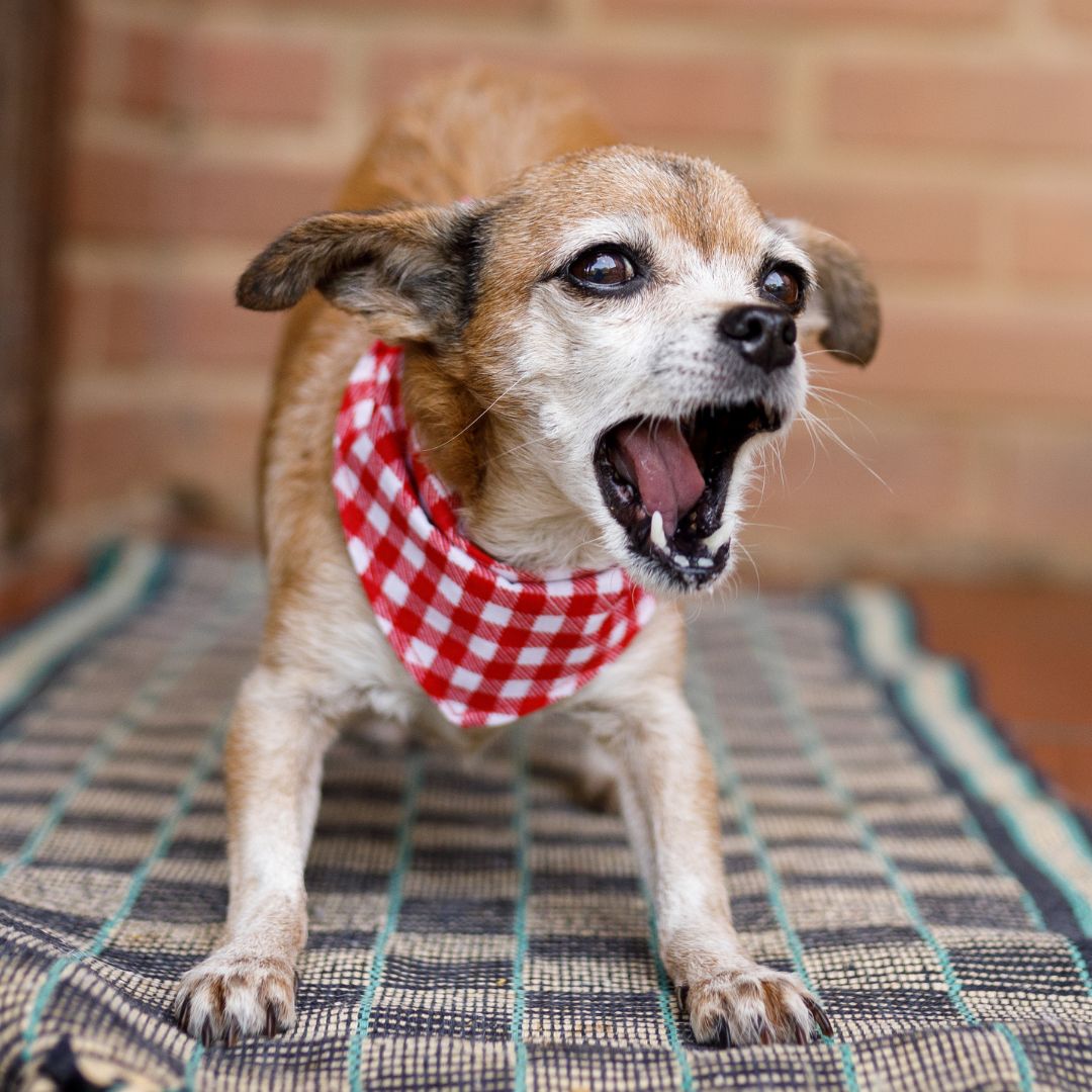 Blaffende hond met sjaaltje om