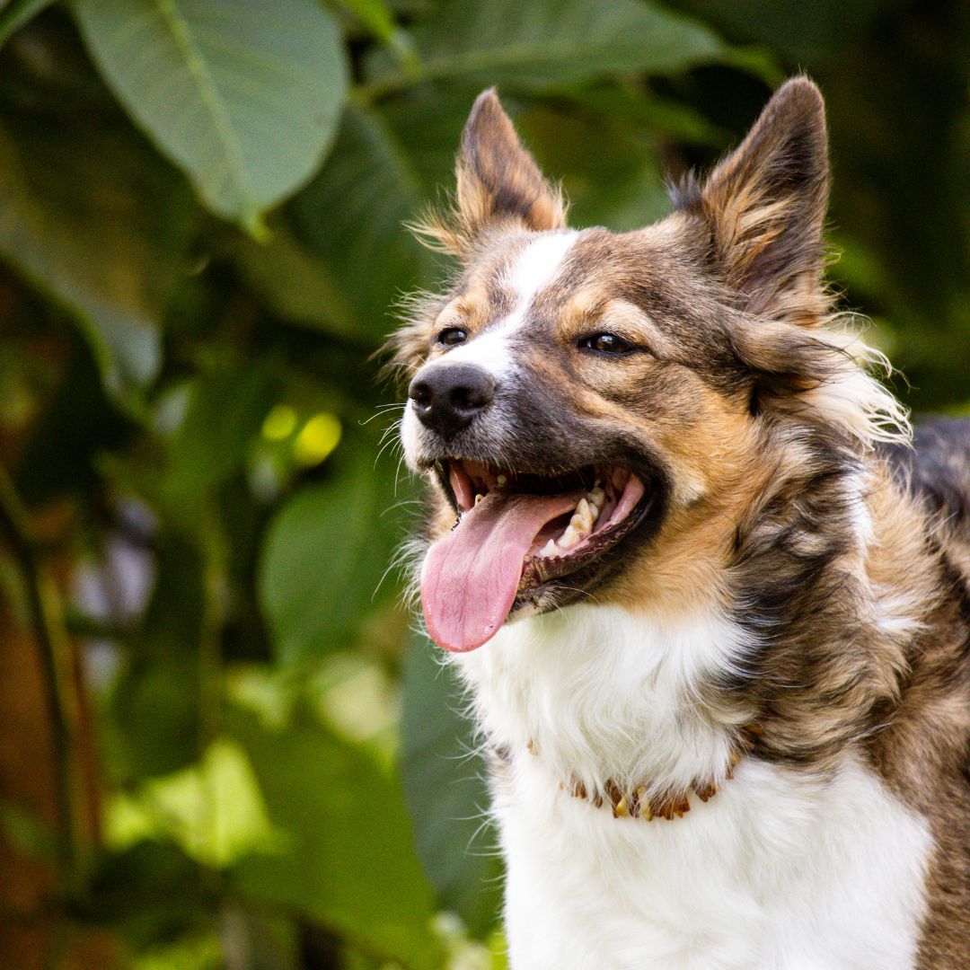 hond met opstaande oren en gevlekte vacht hijgt 