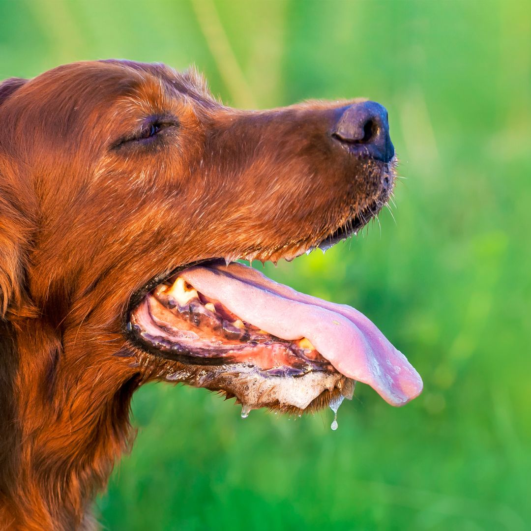 roodbruine hond die hijgt en de ogen halfdicht heeft 