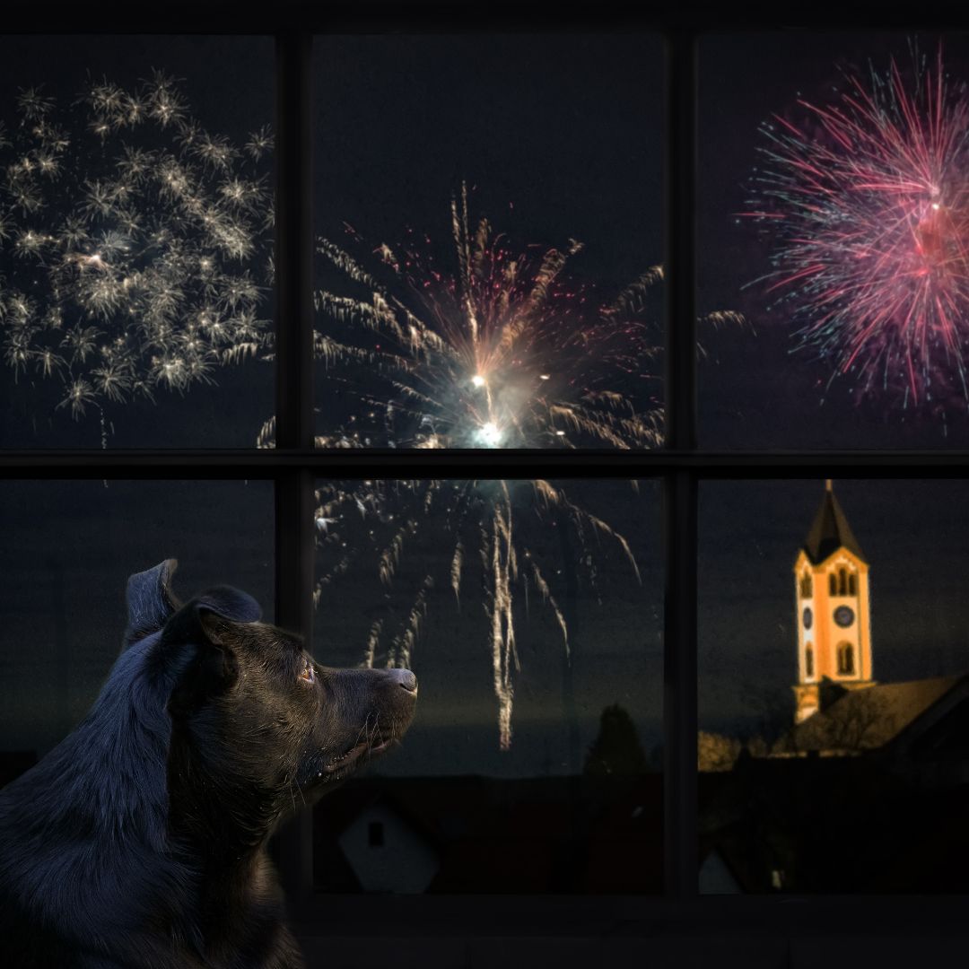 Hond staat voor het raam en kijkt naar buiten waar vuurwerk wordt afgestoken