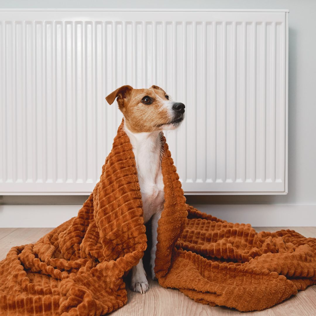 Hond zit voor de verwarming met oranjebruin dekentje om hem heen