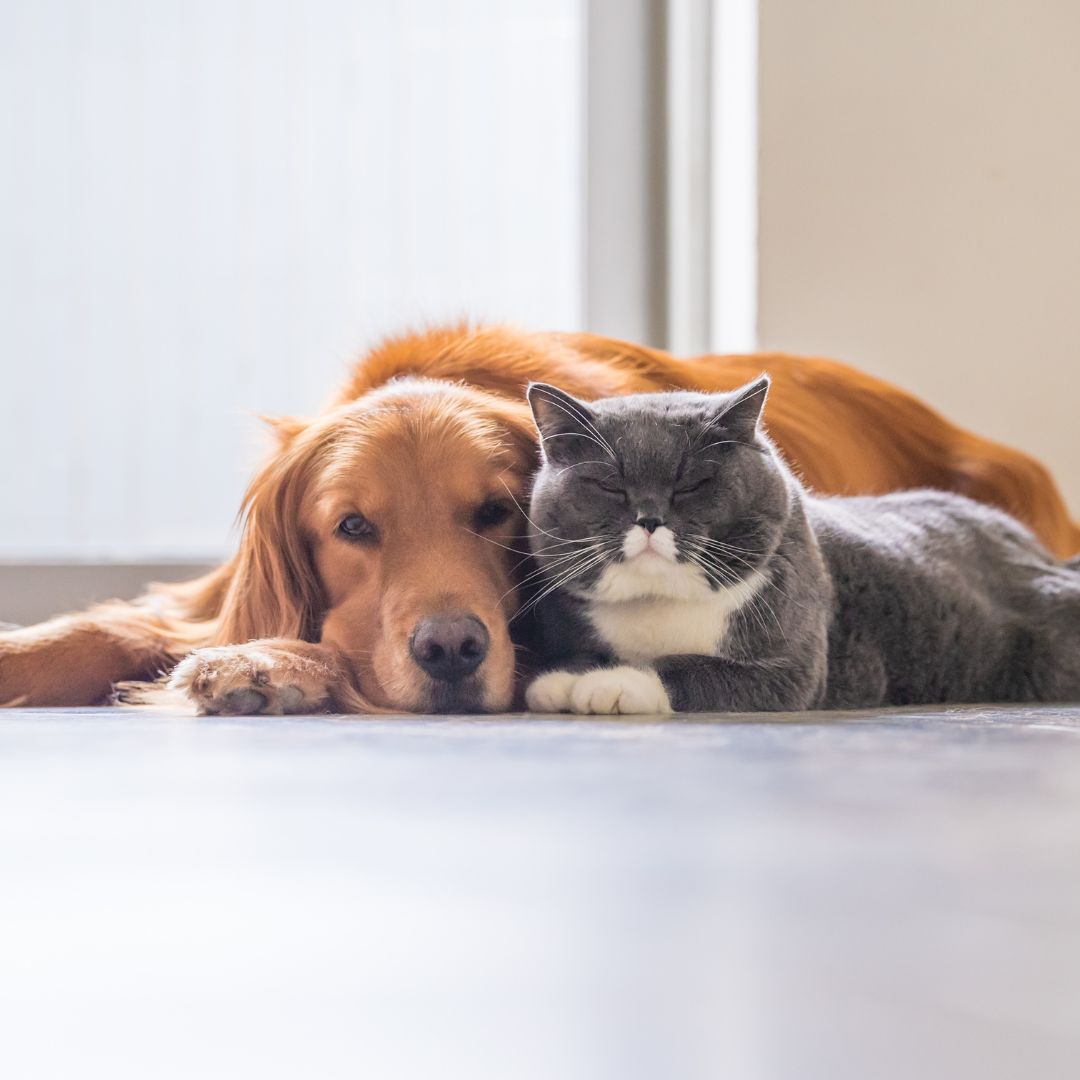 hond en kat liggen tegen elkaar aan op de grond