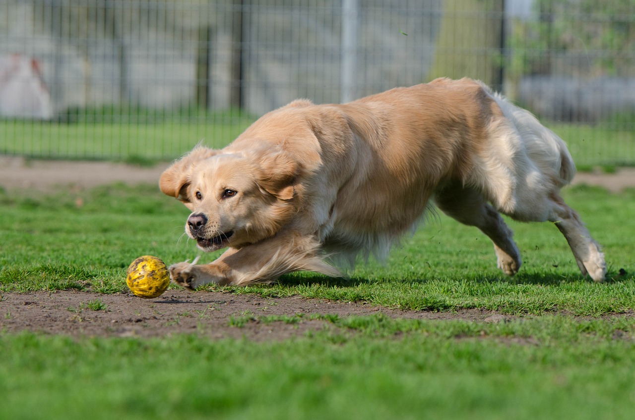 hond remt af om gegooid geel balletje te pakken
