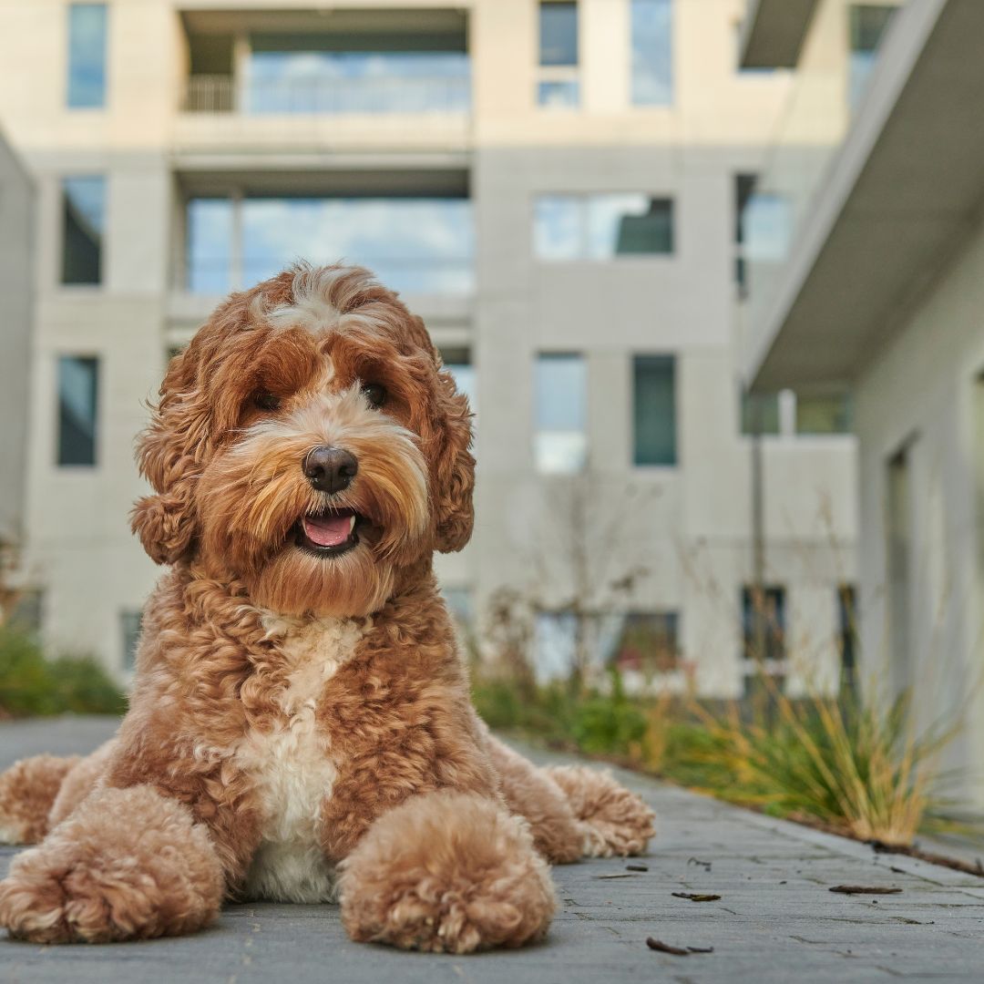 Labradoodle ligt buiten voor een hoog gebouw