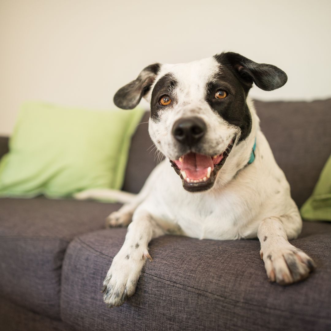 Zwart witte hond ligt op de bank en kijkt hijgend de camera in