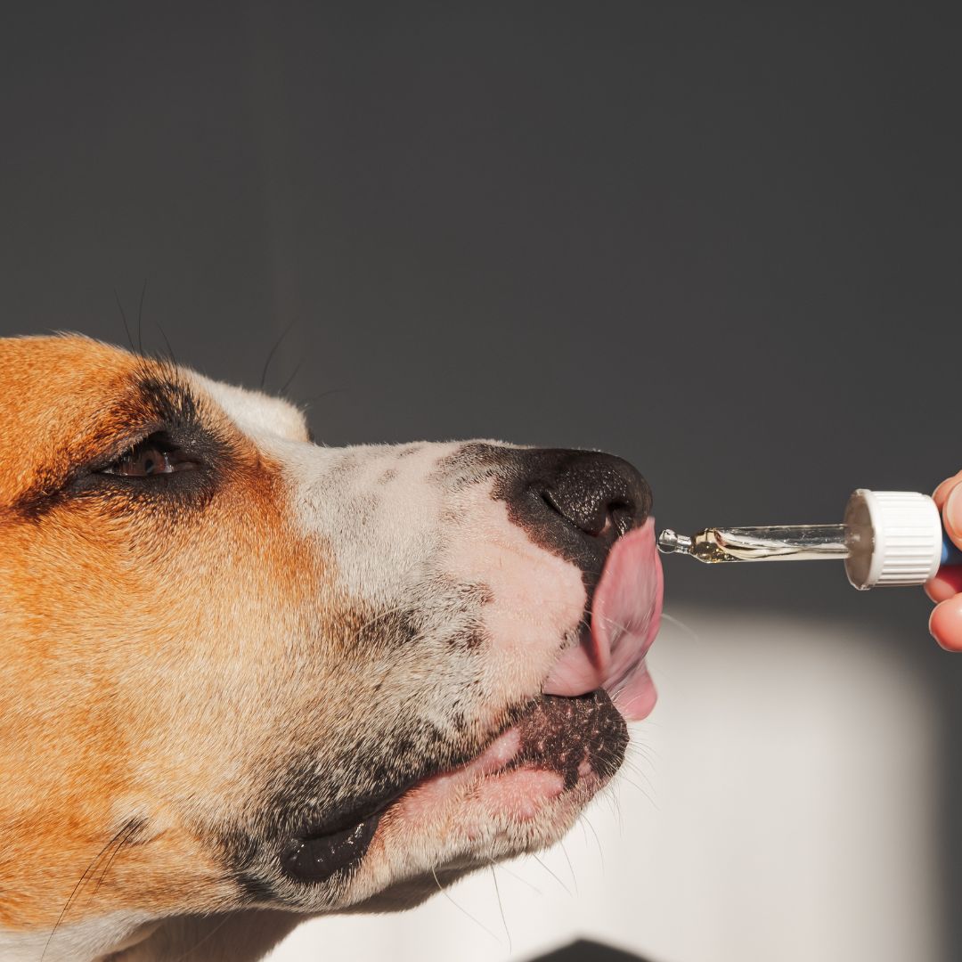 Hond neemt een drankje uit een pipet
