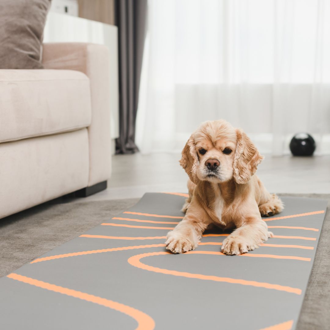 hond ligt op een kleed in de woonkamer