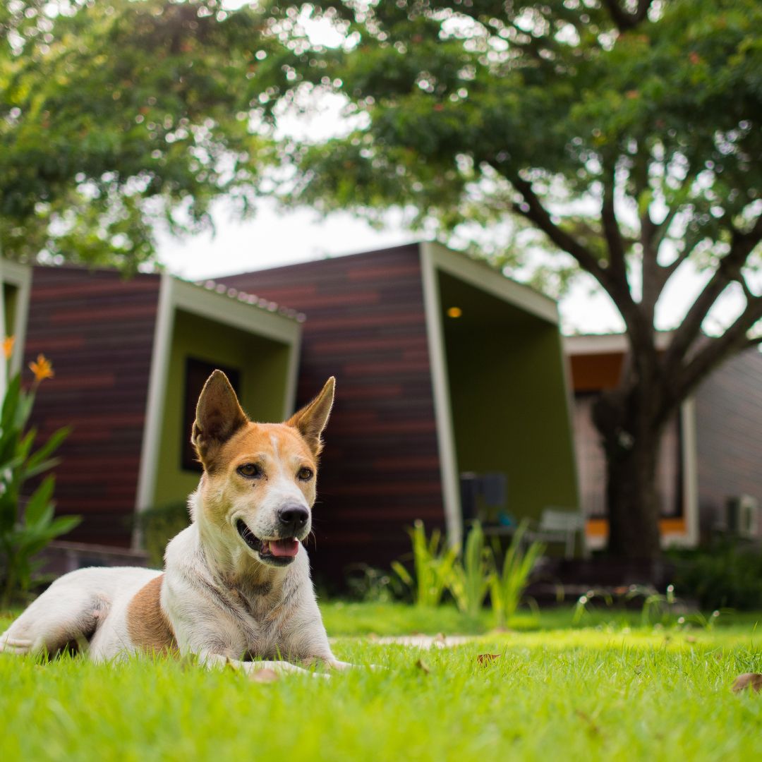 hond met puntoren ligt op het gras in de tuin 