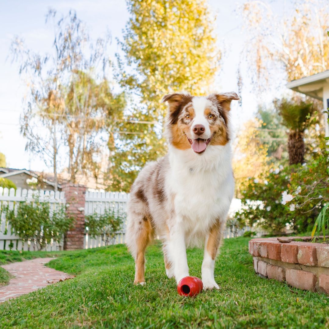 Australische herder staat in de voortuin op het gras met een rode kong voor zijn poten