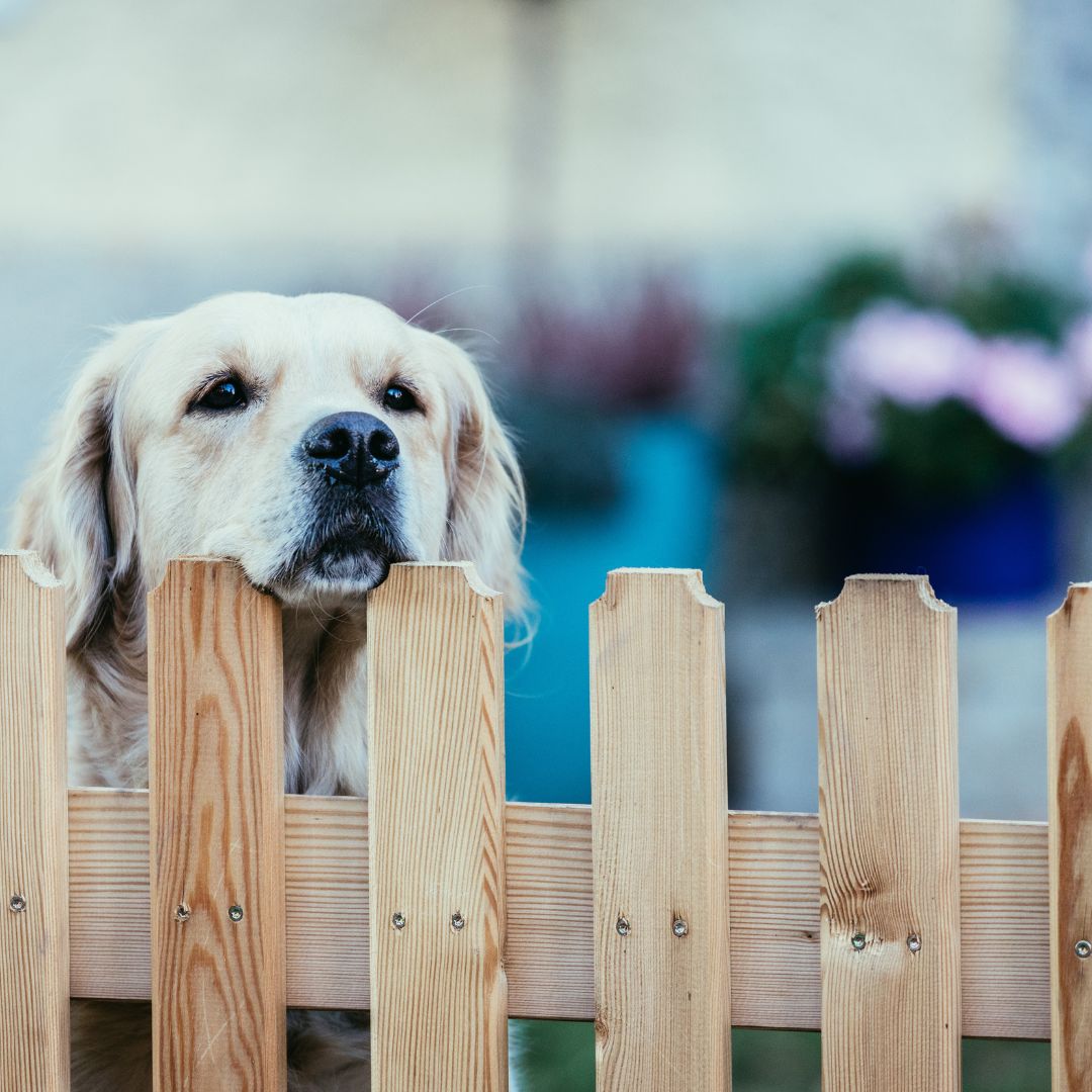 golden retriever kijkt over houten hekje in de tuin heen 