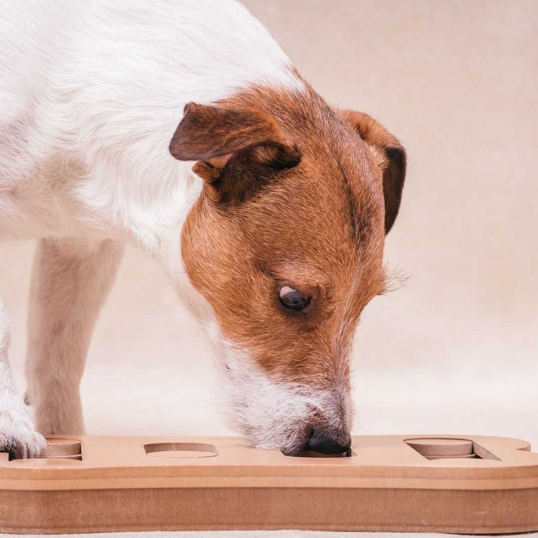 hond doet een hersenwerk