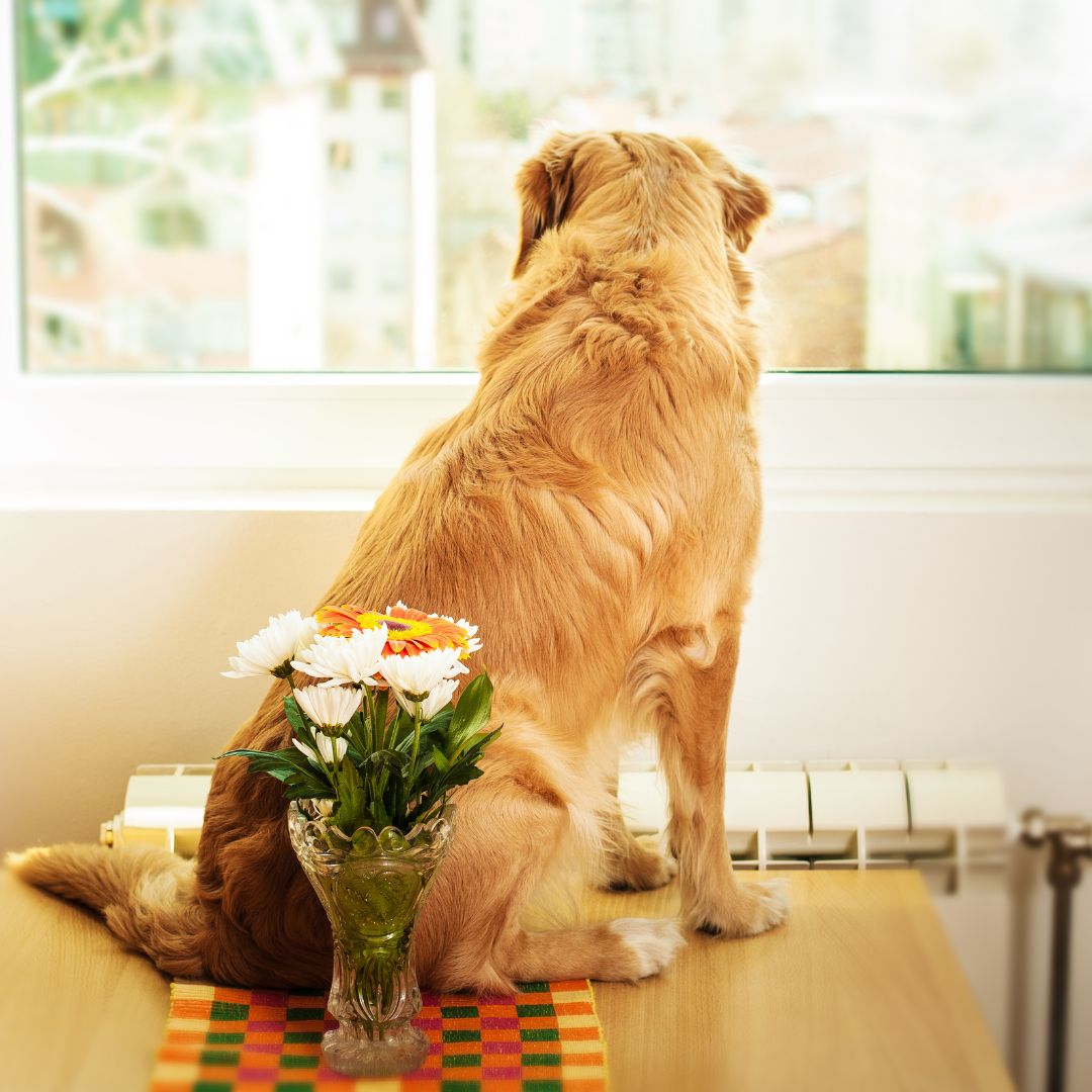 Golden retriever zit op tafel voor het raam en kijkt naar buiten