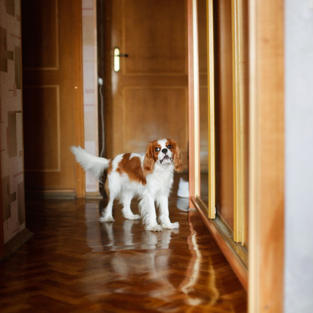 Hond staat in de gang op een donkere laminaatvloer
