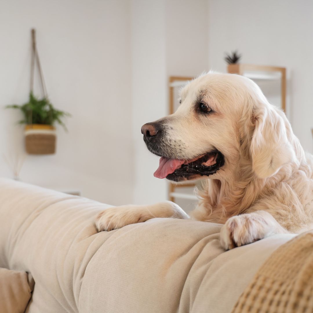 Golden retriever kijkt over de bank heen