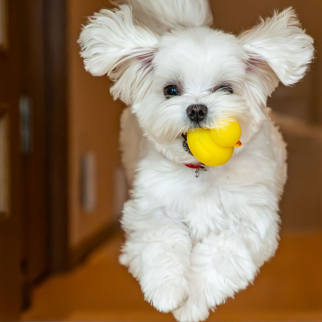 witte kleine hond met gele bal in bek rent op camera af 