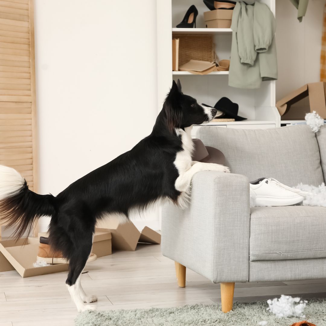 hond springt tegen een grijze bank op