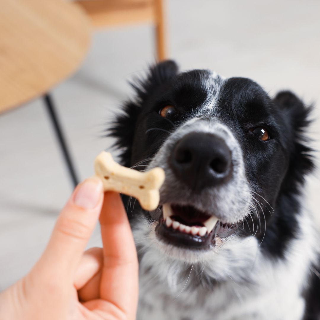 Zwart grijze hond en een hand die een brokje voor de neus van de hond houdt