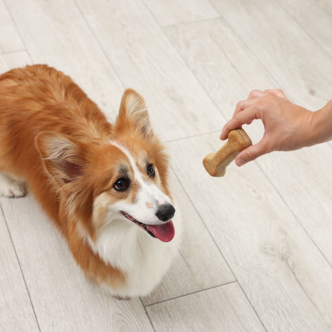 Corgi-achtige hond en een hand van een mens die de hond een koekje aanbiedt 