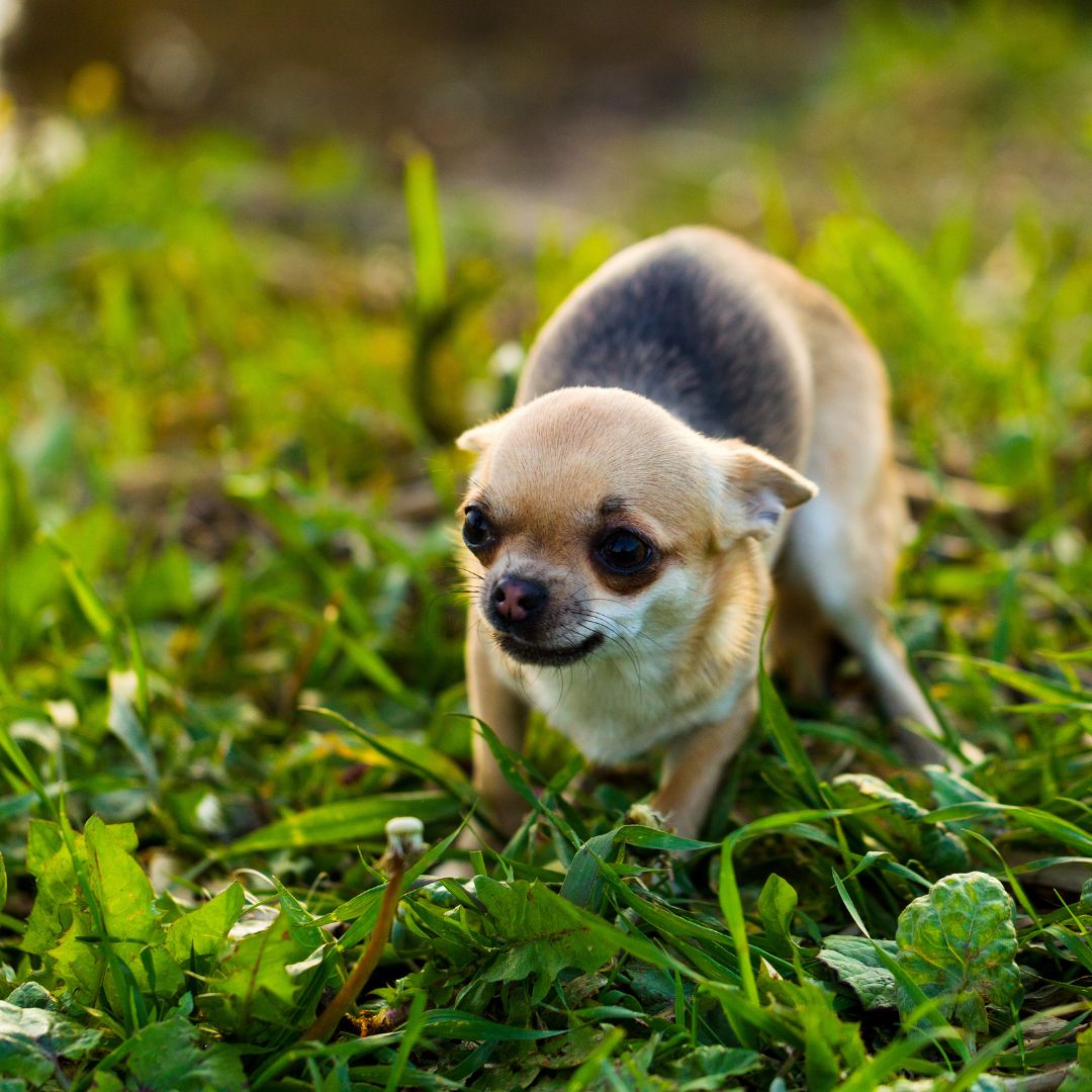 angstige chihuahua